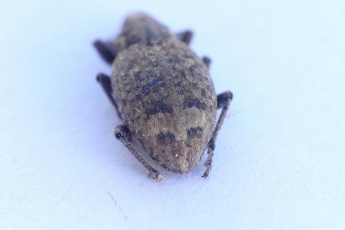 Graptus triguttatus